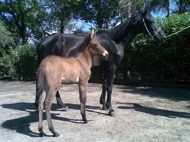 Mangalarga Marchador com jumento Pêga