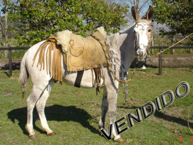 Burro Sertão