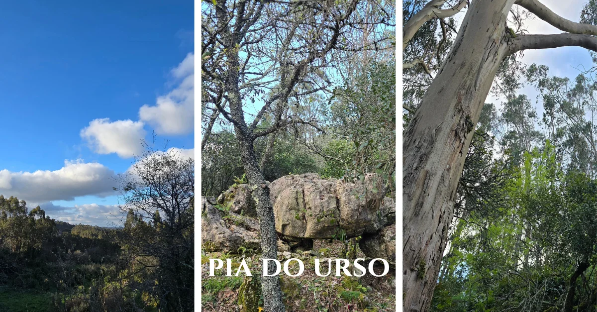Pia do Urso