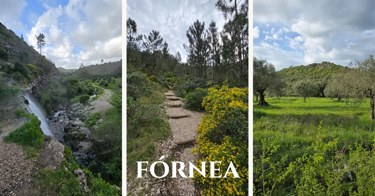 Fornea