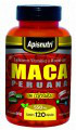 MACA