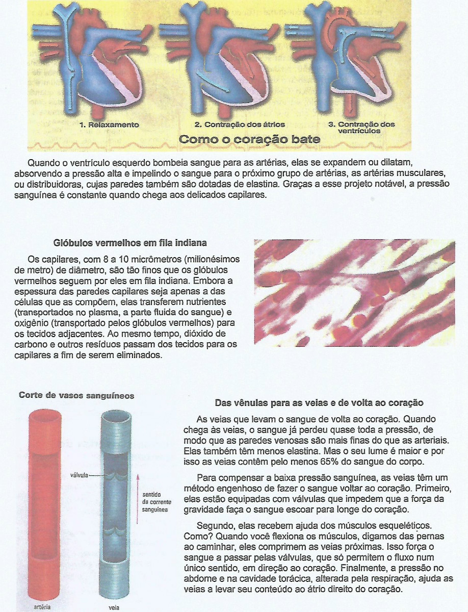 Sistema Circulatório parte 3