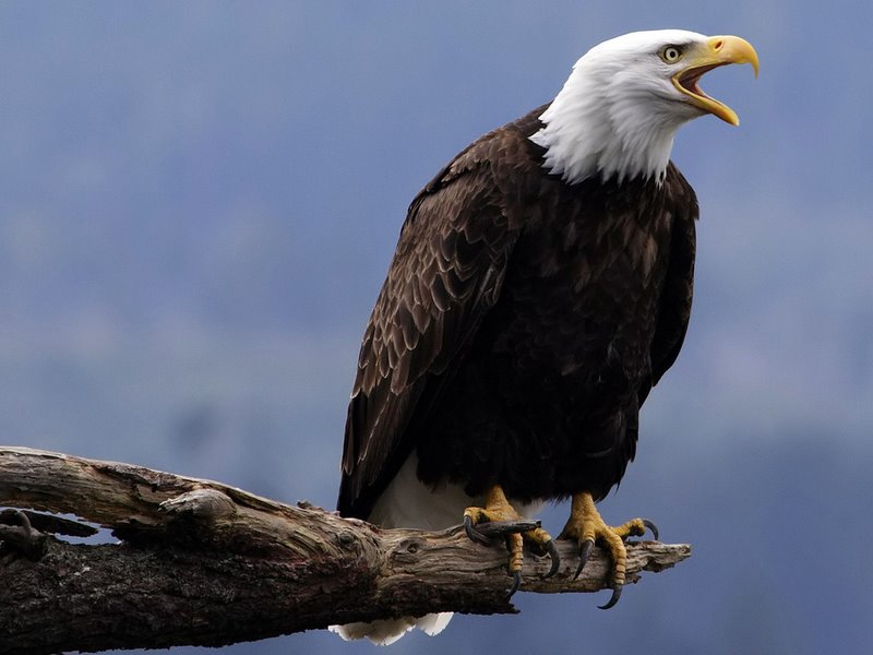                        Credo do campeão                  Eu não sou julgado, pelo número de vezes que                   fracasso,           mas sim pelo número de vezes que triunfo.      E o número de vezes que triunfo é diretamente                proporcional     ao número de vezes que fracasso, mesmo assim    “continuo fazendo