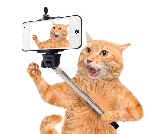fotos de gatinhos com pau selfie