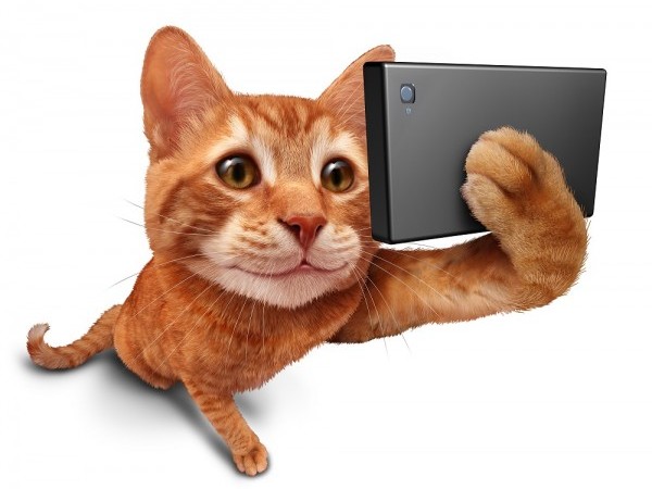 fotos de gatinhos fazendo selfie