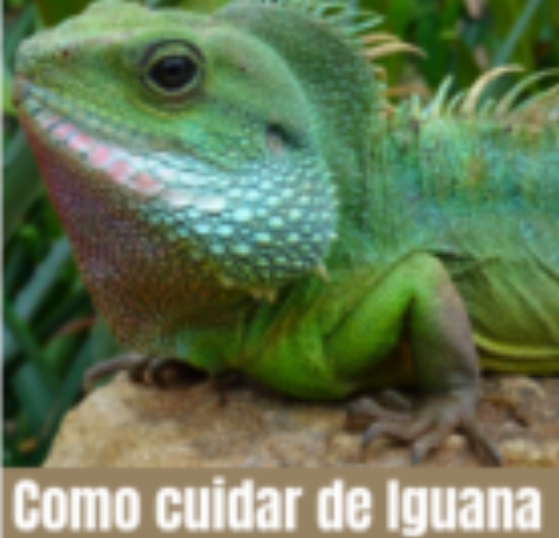 Iguana 