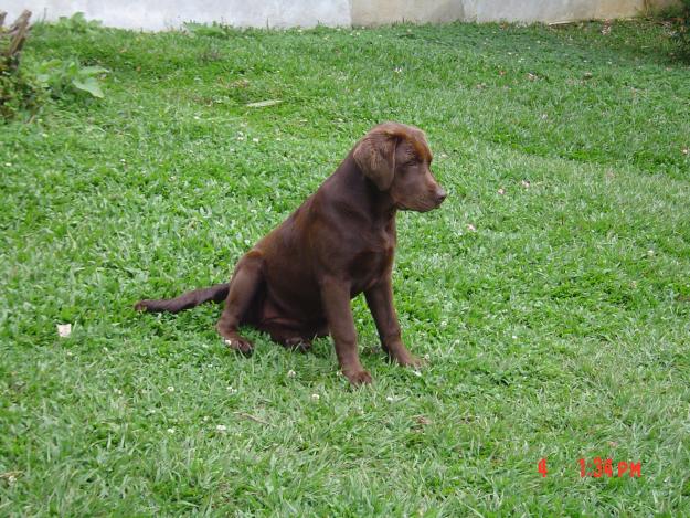 LABRADOR RETRIEVER