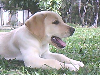 LABRADOR RETRIEVER