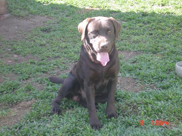 LABRADOR RETRIEVER