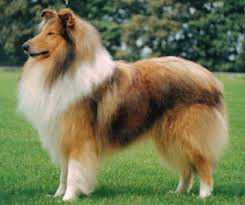 COLLIE