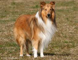 COLLIE