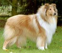 COLLIE