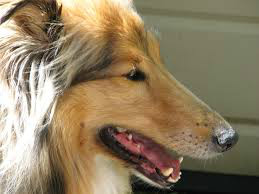 COLLIE