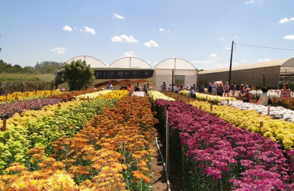 Expo Flora 7