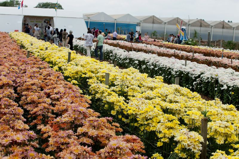 Expo Flora 4