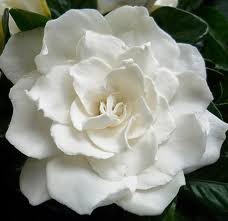 gardenia