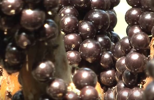 Jabuticaba Casa Branca Licor