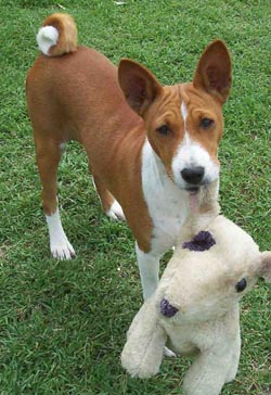 Basenji Puppies
