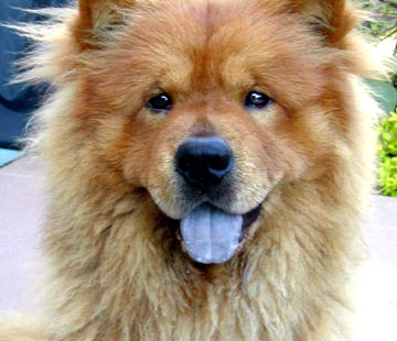 Chow Chow