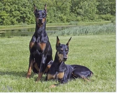 Doberman Doberman