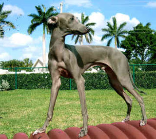 Italian Greyhound