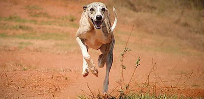 Whippet Whippet
