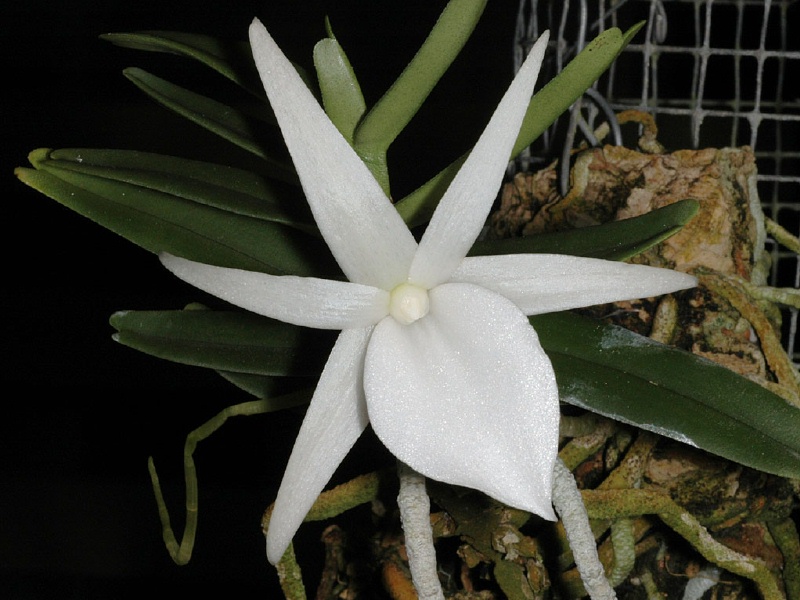 Angraecum