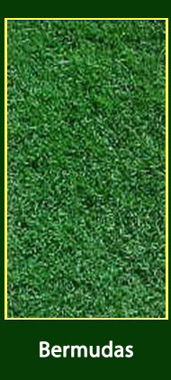 Grama Bermudas