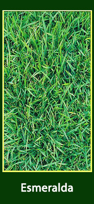 Grama Esmeralda