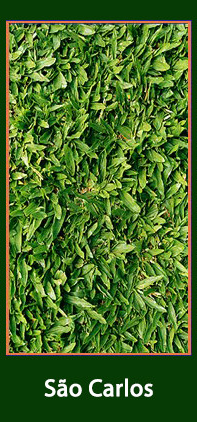 Grama S&atilde;o Carlos