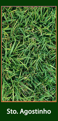 Grama Sto Agostinho