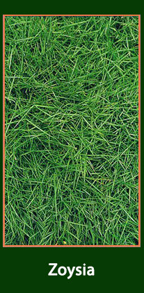 Grama Zoysia