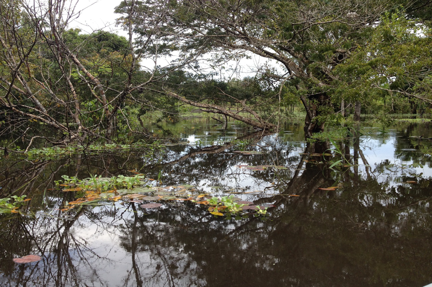  Floresta Amazónica, Brasil.