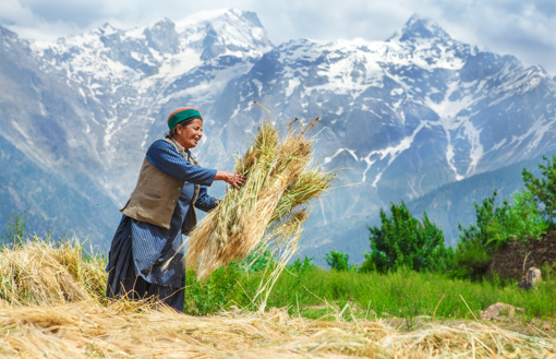 Cultivo de trigo na Cordilheira dos Andes.