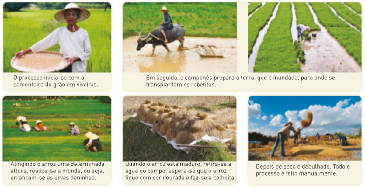 Diferentes etapas de cultivo do arroz.