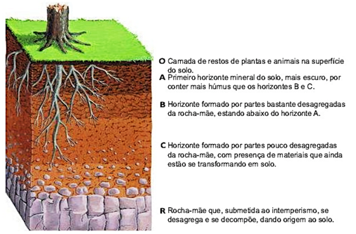 Horizontes do solo.