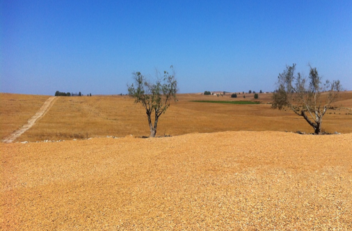 Latifúndio em Castro Verde, Alentejo.