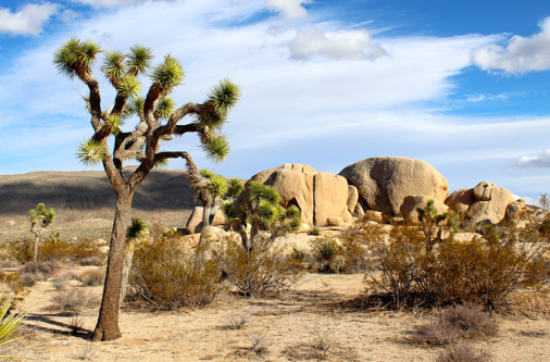 Parque Nacional Joshua Tree na Califórnia, EUA.