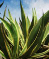 agave