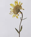 arnica