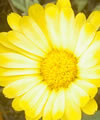 calendula