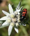 edelweiss