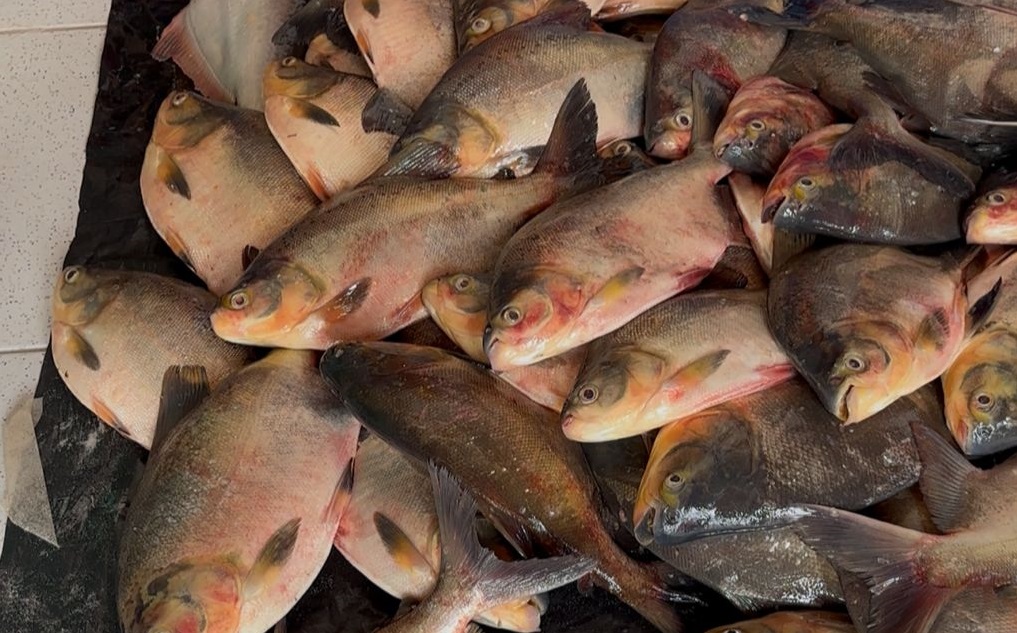 Prefeitura de Pau D’Arco do Piauí realiza entrega de peixes na Semana Santa