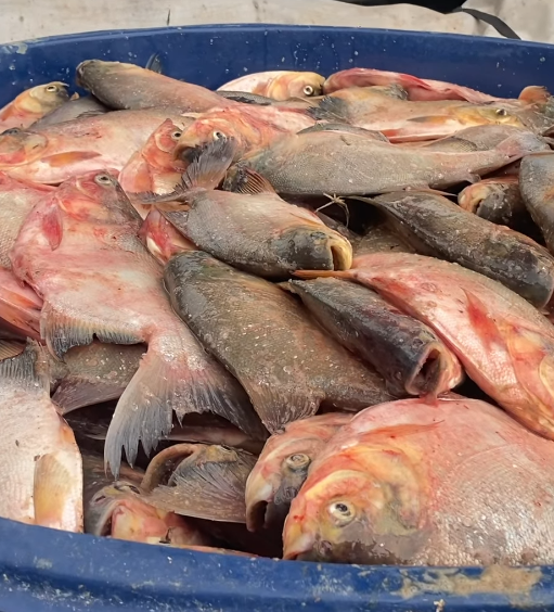 GRUPO SIND&Ocirc; MOVIMENTA SEMANA SANTA EM PAU D&rsquo;ARCO DO PIAU&Iacute;