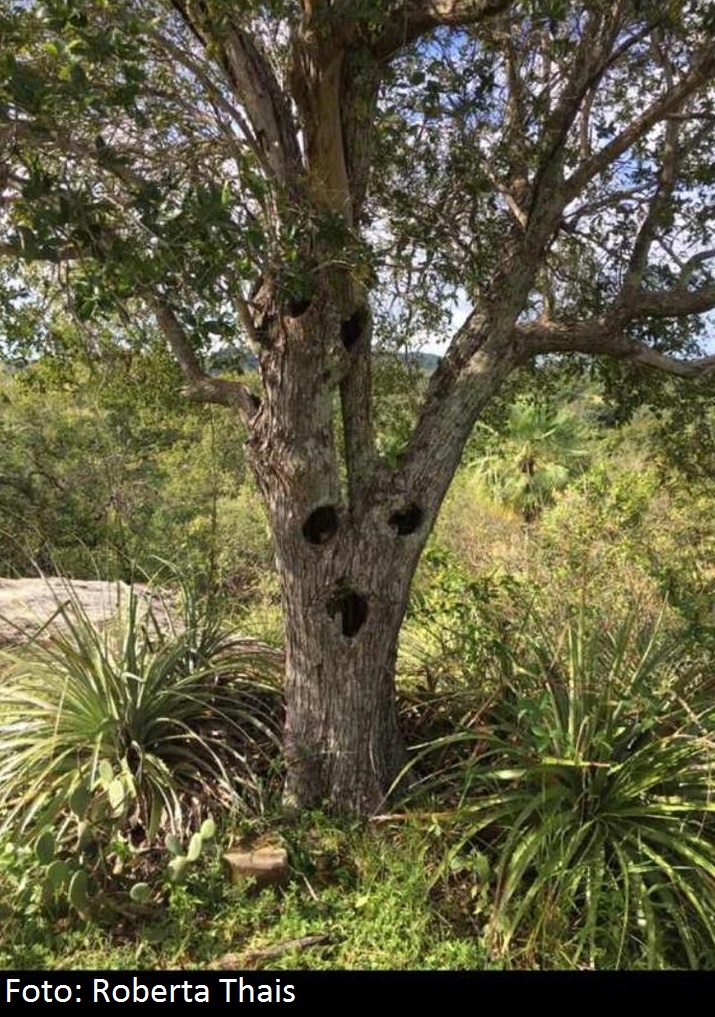 Ponto turístico de Pau D’arco do Piauí é alvo de vandalismo
