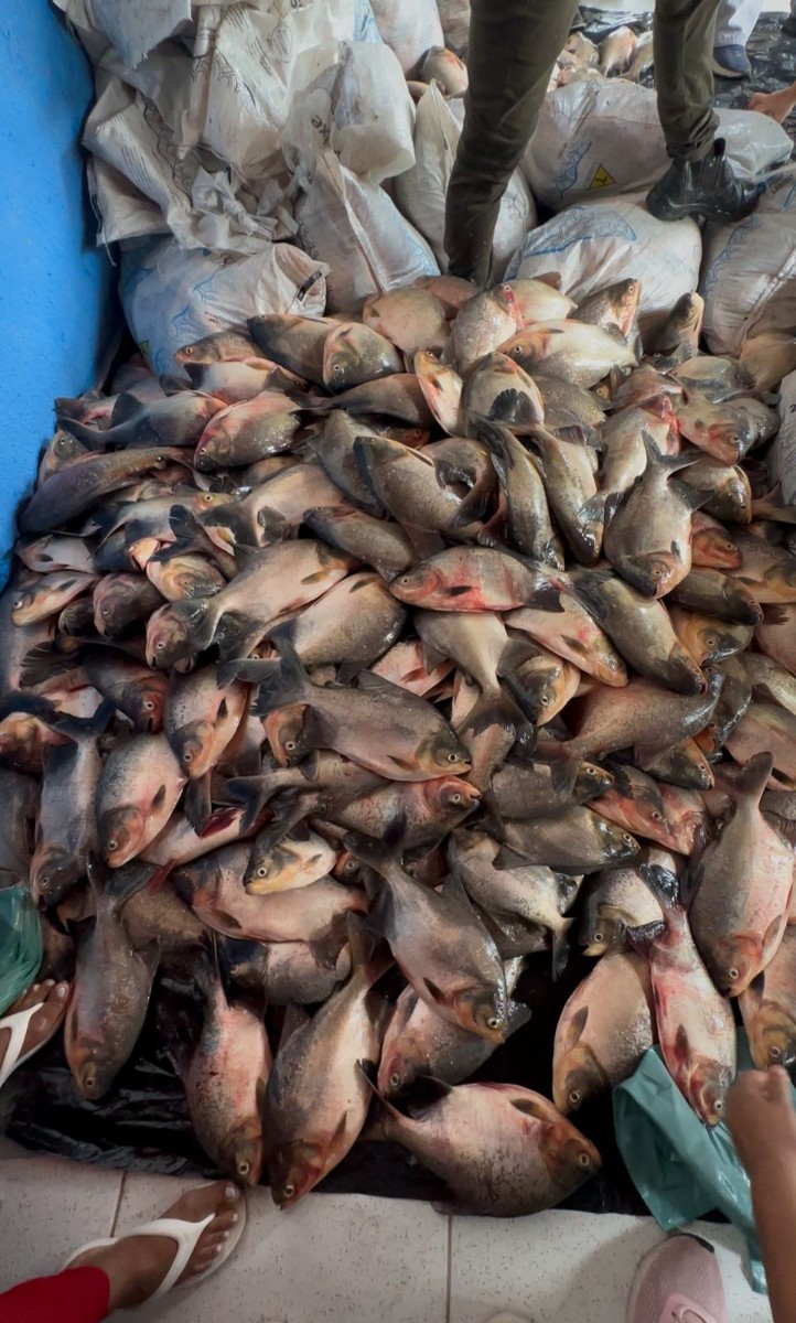 Prefeitura de Pau D’Arco do Piauí realiza entrega de peixes na Semana Santa