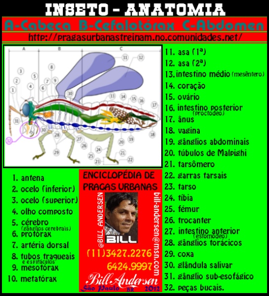 Veja o que Aconteceu (picado por marimbondo cavalo do cão) 