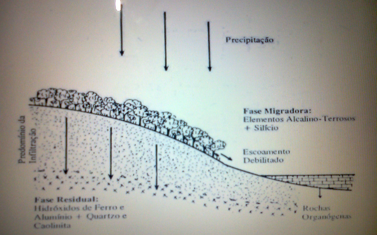 Fase Biostásica