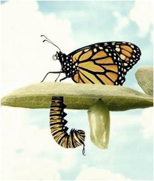 lagarta borboleta