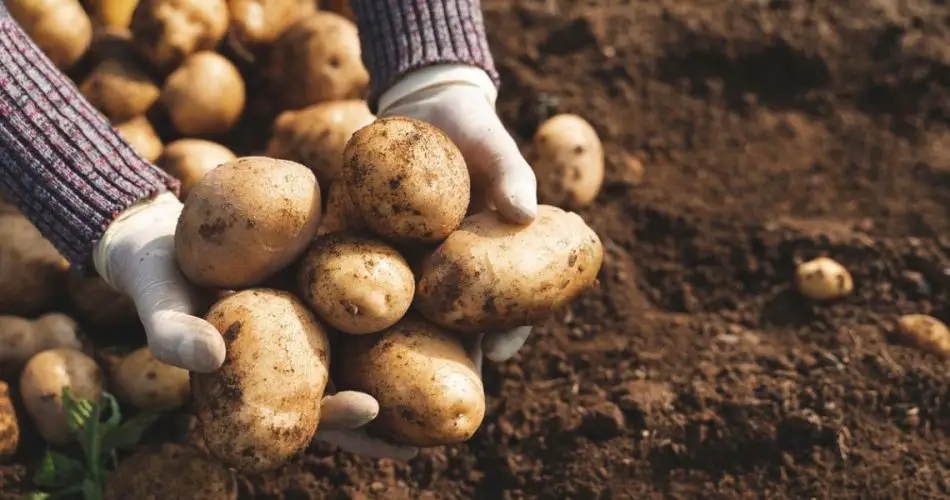 batatas